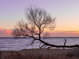 Preview wallpaper tree, horizon, sunset