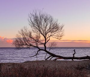 Preview wallpaper tree, horizon, sunset