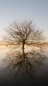 Preview wallpaper tree, horizon, water, sunset, branches