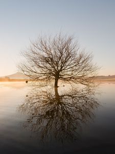 Preview wallpaper tree, horizon, water, sunset, branches