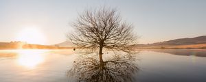Preview wallpaper tree, horizon, water, sunset, branches