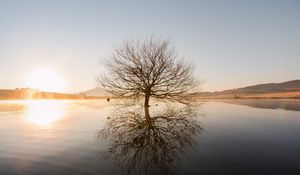 Preview wallpaper tree, horizon, water, sunset, branches