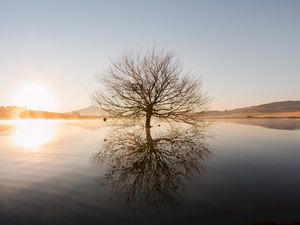 Preview wallpaper tree, horizon, water, sunset, branches