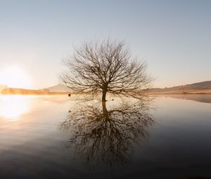 Preview wallpaper tree, horizon, water, sunset, branches