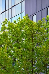 Preview wallpaper tree, house, building, facade