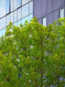 Preview wallpaper tree, house, building, facade