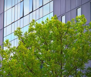Preview wallpaper tree, house, building, facade