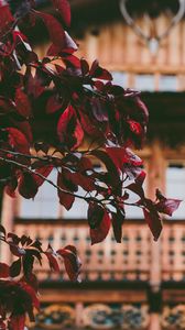 Preview wallpaper tree, house, leaves