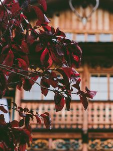 Preview wallpaper tree, house, leaves