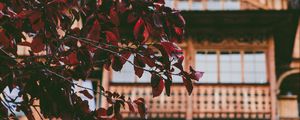 Preview wallpaper tree, house, leaves