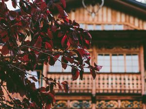 Preview wallpaper tree, house, leaves