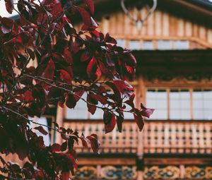 Preview wallpaper tree, house, leaves