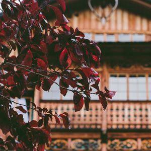 Preview wallpaper tree, house, leaves