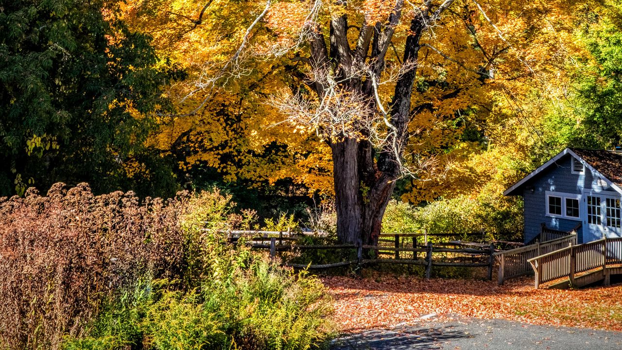 Wallpaper tree, house, leaves, dry, autumn