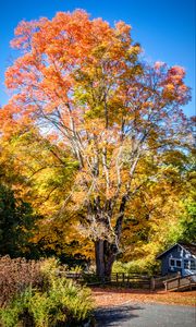 Preview wallpaper tree, house, leaves, dry, autumn