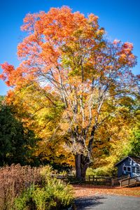 Preview wallpaper tree, house, leaves, dry, autumn