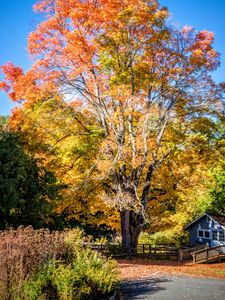 Preview wallpaper tree, house, leaves, dry, autumn