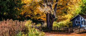 Preview wallpaper tree, house, leaves, dry, autumn