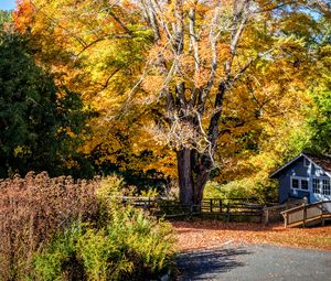 Preview wallpaper tree, house, leaves, dry, autumn