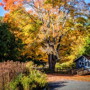 Preview wallpaper tree, house, leaves, dry, autumn