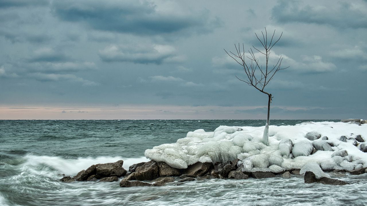 Wallpaper tree, ice, sea, stones