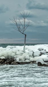 Preview wallpaper tree, ice, sea, stones