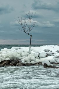 Preview wallpaper tree, ice, sea, stones