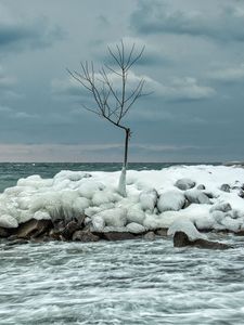 Preview wallpaper tree, ice, sea, stones