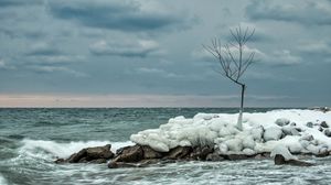 Preview wallpaper tree, ice, sea, stones