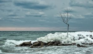 Preview wallpaper tree, ice, sea, stones