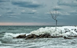 Preview wallpaper tree, ice, sea, stones