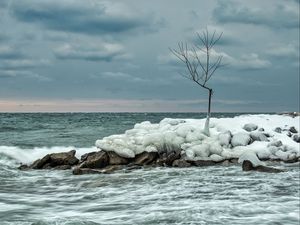 Preview wallpaper tree, ice, sea, stones