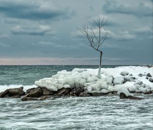 Preview wallpaper tree, ice, sea, stones