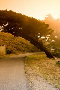 Preview wallpaper tree, inclination, asphalt, road, decline