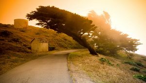 Preview wallpaper tree, inclination, asphalt, road, decline