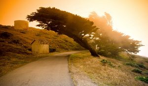 Preview wallpaper tree, inclination, asphalt, road, decline