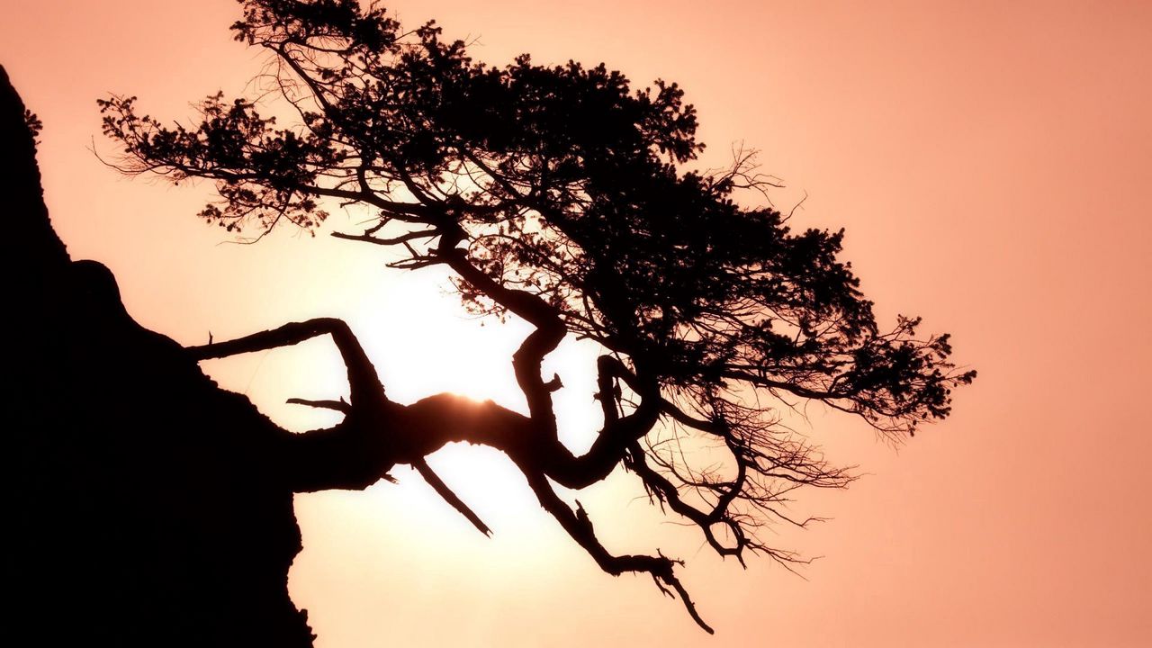 Wallpaper tree, inclination, horizontal, sun
