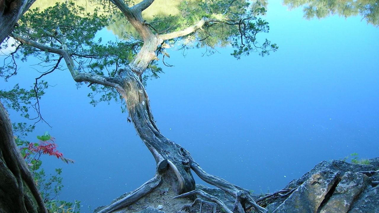 Wallpaper tree, inclination, stones, coast, lake, water