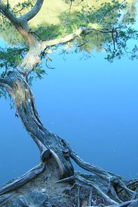 Preview wallpaper tree, inclination, stones, coast, lake, water