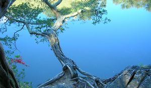 Preview wallpaper tree, inclination, stones, coast, lake, water