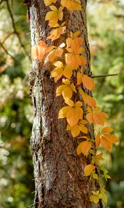 Preview wallpaper tree, ivy, plant, yellow, autumn