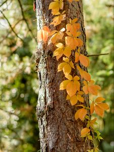 Preview wallpaper tree, ivy, plant, yellow, autumn