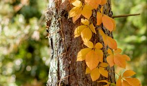 Preview wallpaper tree, ivy, plant, yellow, autumn