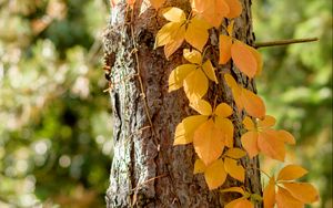 Preview wallpaper tree, ivy, plant, yellow, autumn