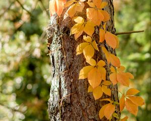 Preview wallpaper tree, ivy, plant, yellow, autumn