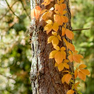 Preview wallpaper tree, ivy, plant, yellow, autumn