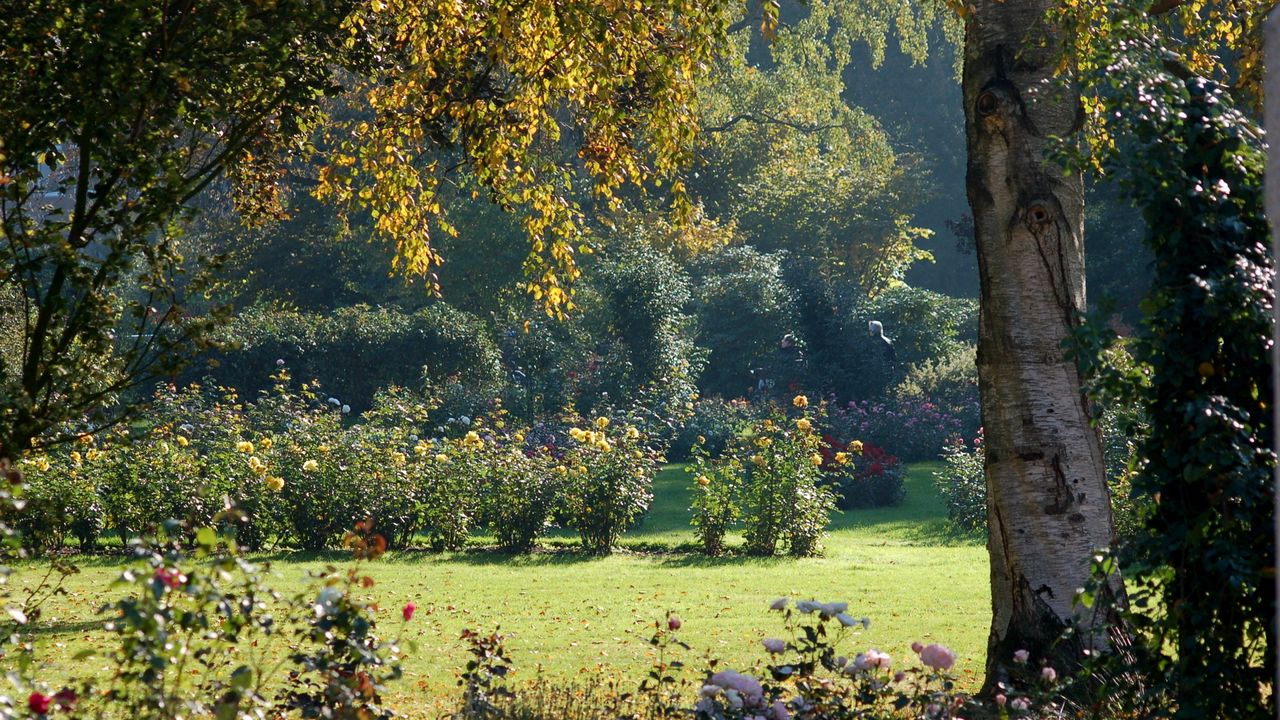 Wallpaper tree, krone, bark, flowers, light, garden