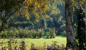 Preview wallpaper tree, krone, bark, flowers, light, garden