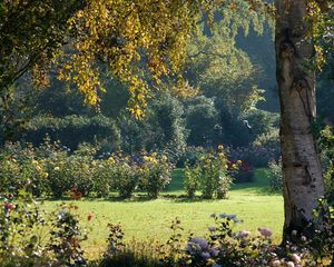 Preview wallpaper tree, krone, bark, flowers, light, garden