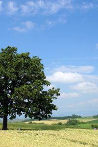 Preview wallpaper tree, krone, field, people, economy